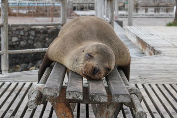 ECGPS Galapagos Islands sea lion napping on a bench Jackman Chiu.jpg